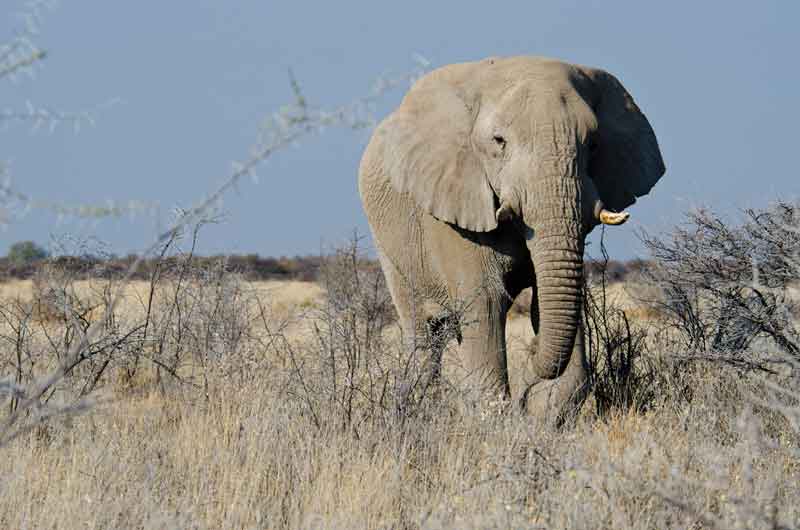 50 - Namibia - elefante - parque nacional de Etosha